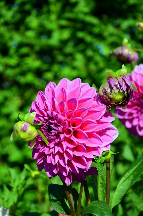 Dahlia x 'Paris 11' (2)